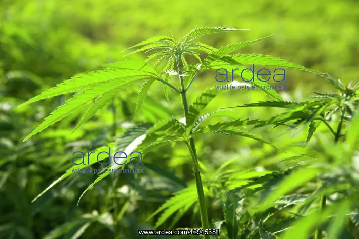 : Cannabis, Hemp : Cannabis, Hemp