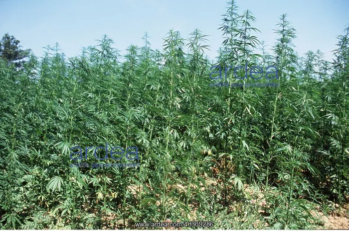 : CANNABIS / HEMP - Legal Crop : CANNABIS / HEMP - Legal Crop