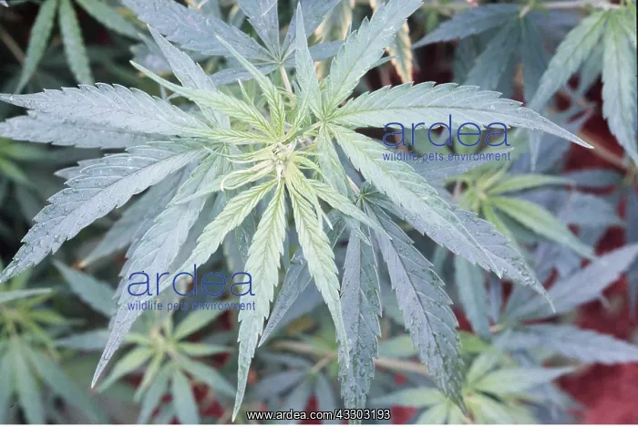 : CANNABIS - hemp plant : CANNABIS - hemp plant