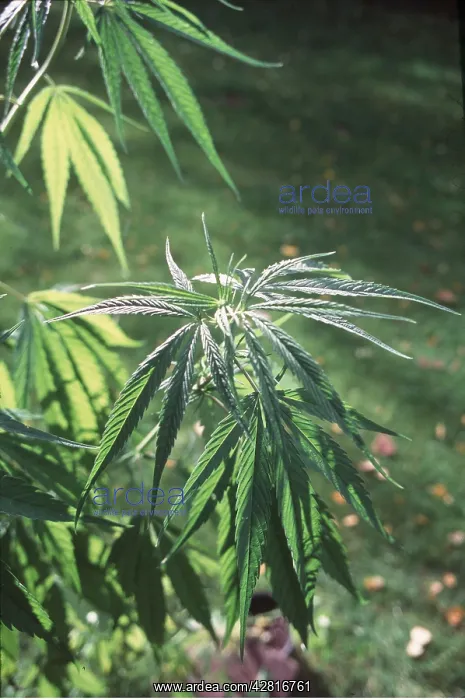 : CANNABIS PLANT : CANNABIS PLANT