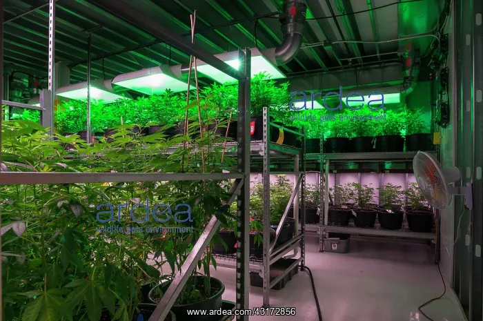 : Cannabis plants carefully grown for marijuana dispensary : Cannabis plants carefully grown for marijuana dispensary