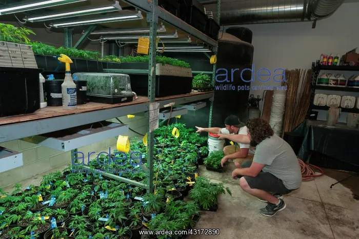 : Cannabis plants carefully grown for marijuana dispensary : Cannabis plants carefully grown for marijuana dispensary