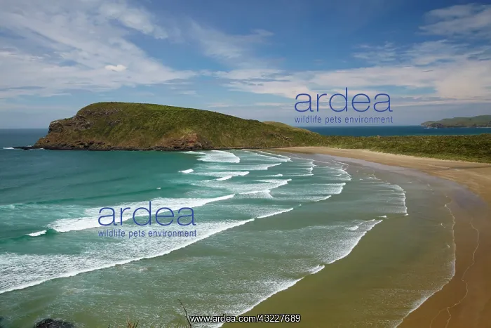 : Cannibal Bay, Catlin District, South Otago : Cannibal Bay, Catlin District, South Otago