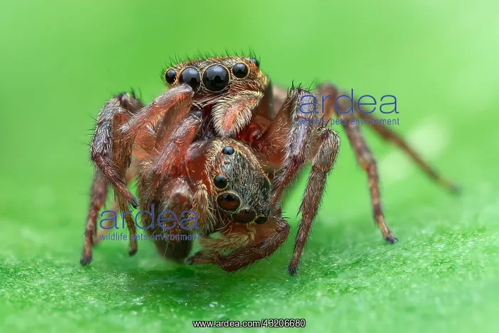 : Cannibalism of jumping spider. Female (Hasarius : Cannibalism of jumping spider. Female (Hasarius