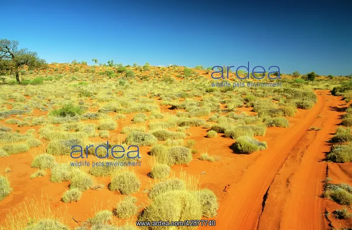: Canning Stock Route Sandy Desert : Canning Stock Route Sandy Desert