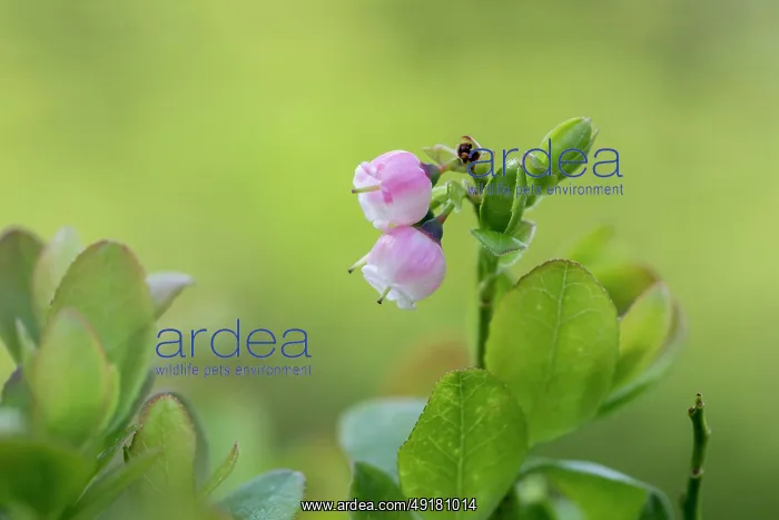  : Cannock Chase Berry - Hybrid - Staffordshire - UK