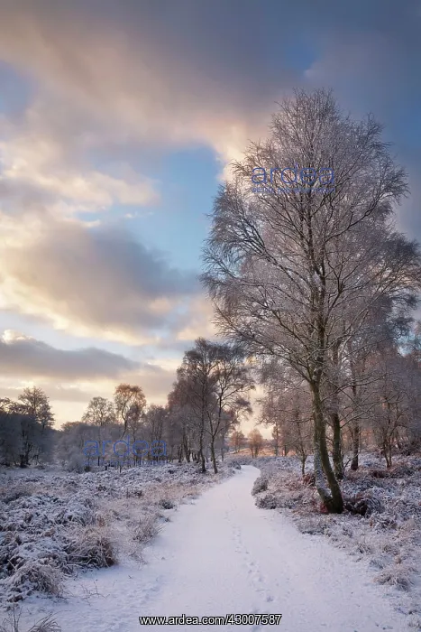 : Cannock Chase on a snowy winters morning January : Cannock Chase on a snowy winters morning January