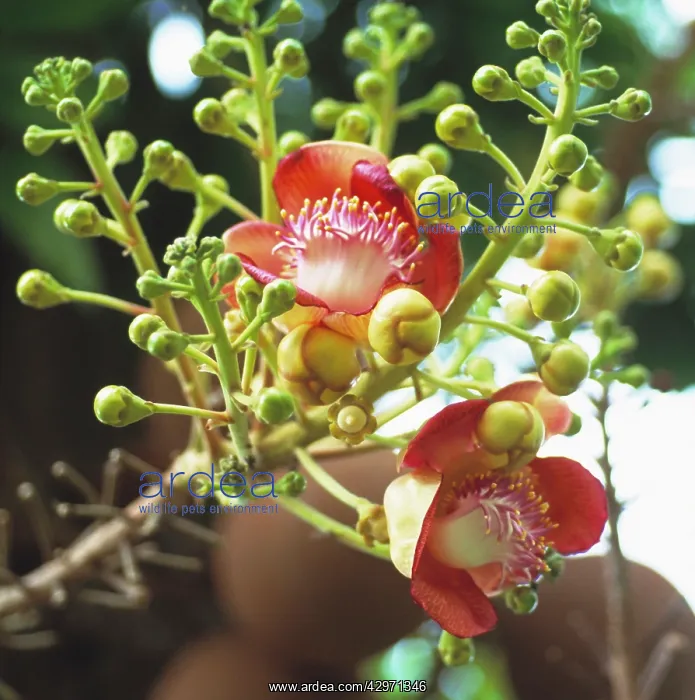 : Cannon ball tree : Cannon ball tree