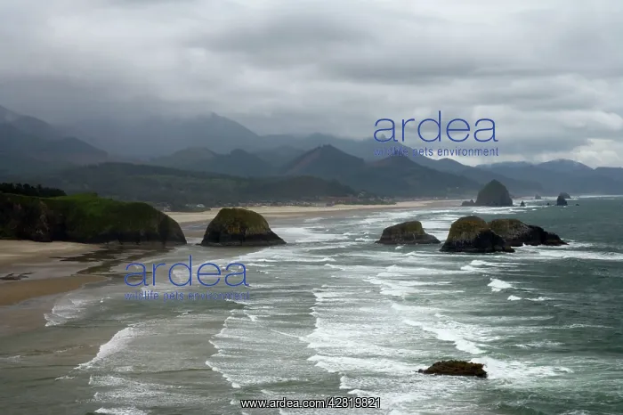 : Cannon Beach and Sea Stacks from Ecola State Park : Cannon Beach and Sea Stacks from Ecola State Park