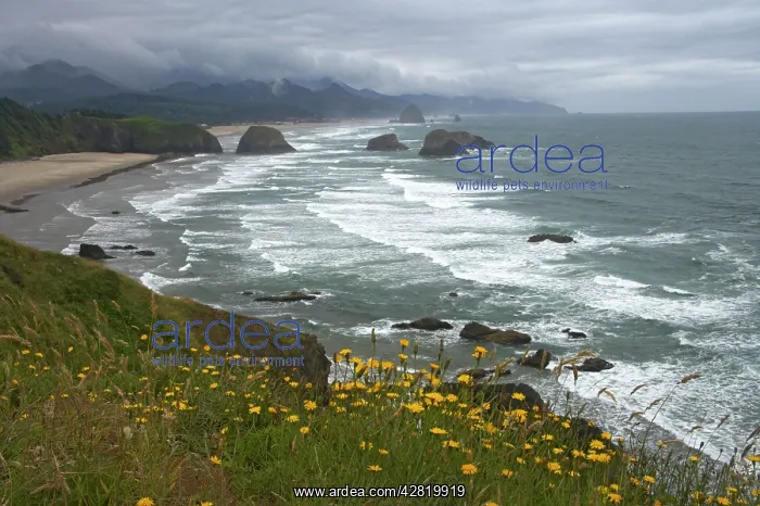 : Cannon Beach and Sea Stacks from Ecola State Park : Cannon Beach and Sea Stacks from Ecola State Park