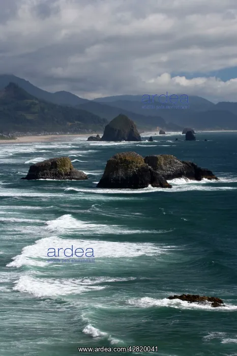 : Cannon Beach and Sea Stacks from Ecola State Park : Cannon Beach and Sea Stacks from Ecola State Park