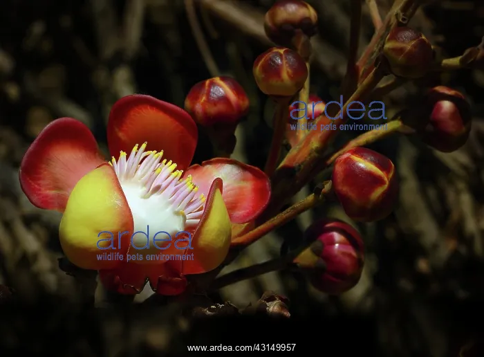 : Cannonball Tree (Couroupita guianensis) flowering : Cannonball Tree (Couroupita guianensis) flowering