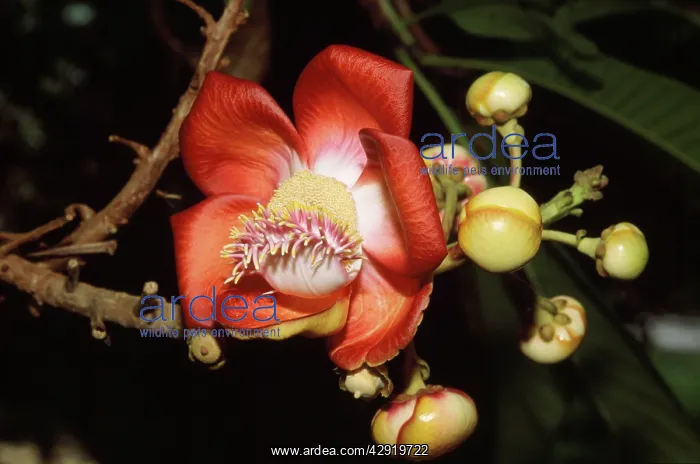 : CANNONBALL Tree Flower : CANNONBALL Tree Flower