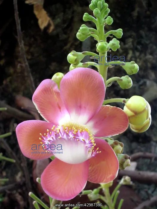 : Cannonball Tree. native to the tropical forests : Cannonball Tree. native to the tropical forests