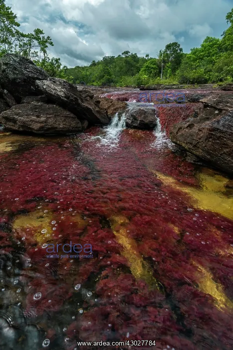 : Cano Cristales, river with endemic red water plant : Cano Cristales, river with endemic red water plant