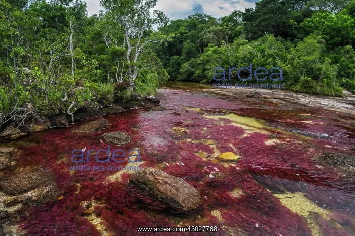 : Cano Cristales, river with endemic red water plant : Cano Cristales, river with endemic red water plant
