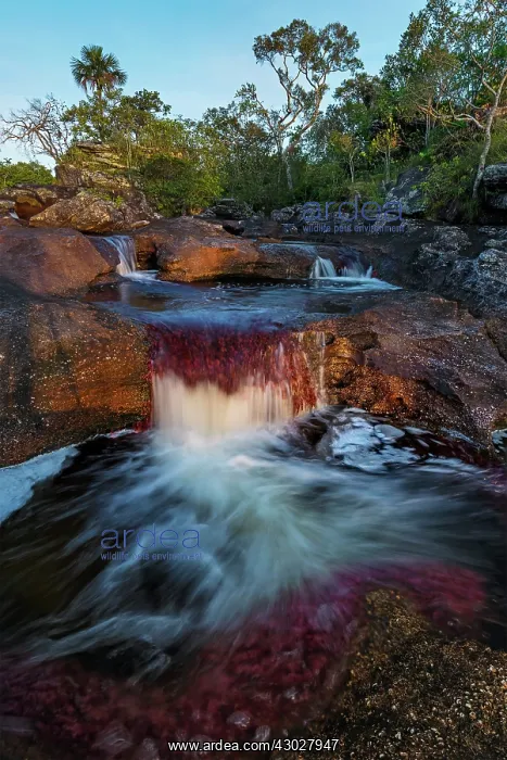  : Cano Cristales, river with endemic red water plant