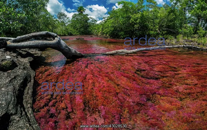  : Cano Cristales, river with endemic red water plant