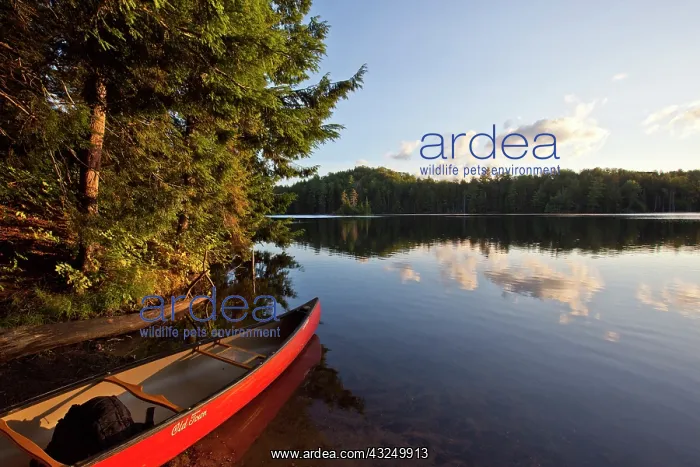 : Canoe on the shore next to Zack Woods Pond : Canoe on the shore next to Zack Woods Pond