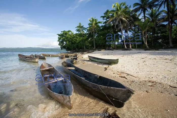 : Canoes and Coconut Palms : Canoes and Coconut Palms