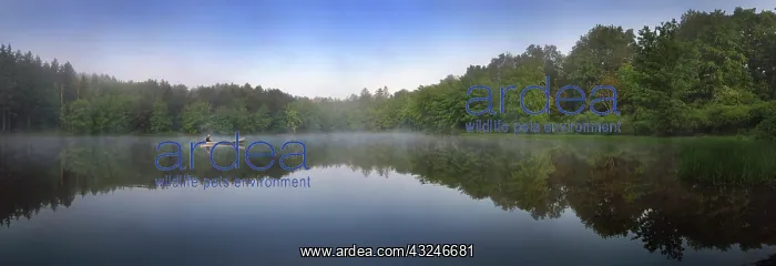 : Canoist on small lake at sunrise, Delaware : Canoist on small lake at sunrise, Delaware