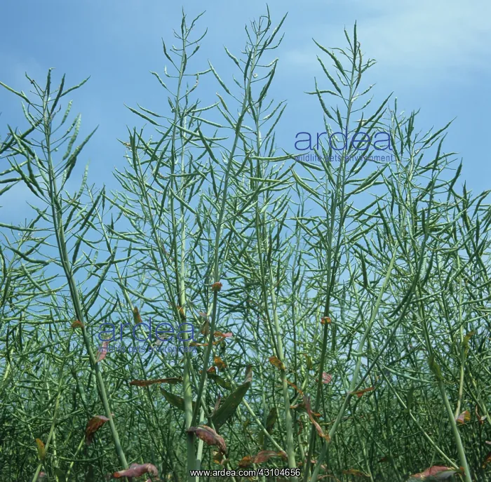  : Canola. Looking up at green, unripe Canola or oilseed rape 