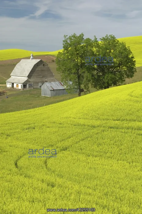 : Canola Farm : Canola Farm
