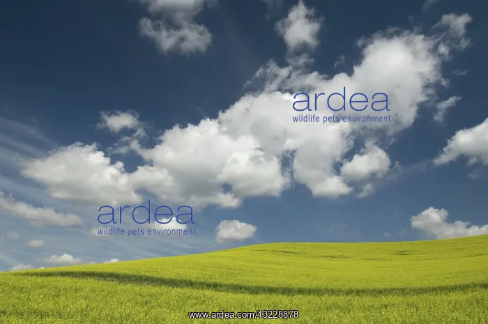 : Canola Field : Canola Field