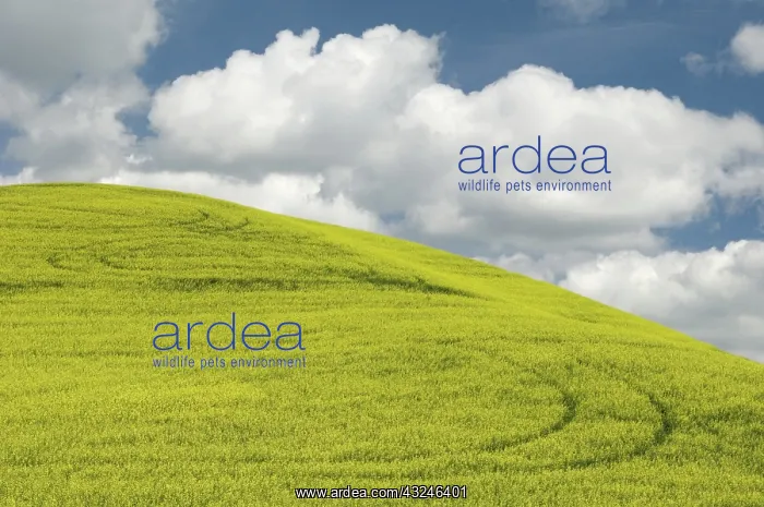 : Canola Field : Canola Field