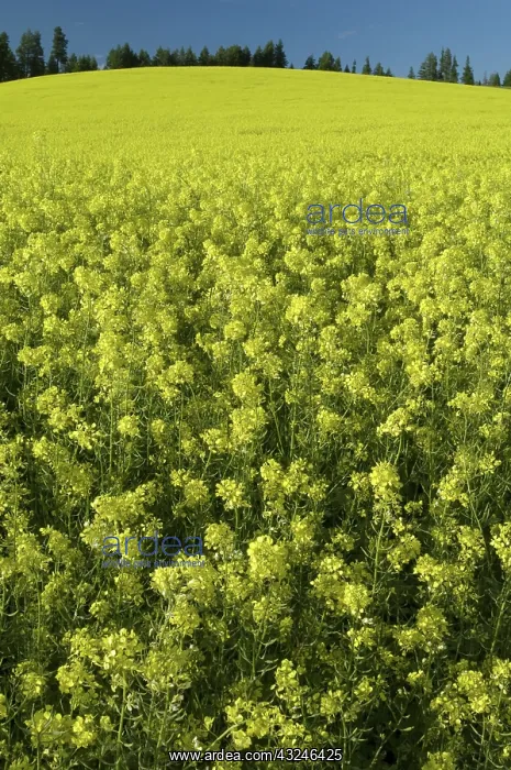 : Canola Field : Canola Field
