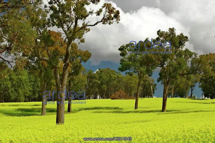 : Canola field near Bannister, just south : Canola field near Bannister, just south