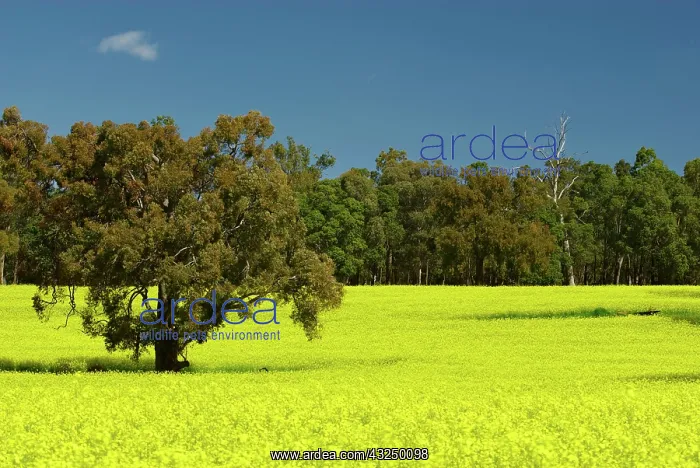 : Canola field near Bannister, just south : Canola field near Bannister, just south