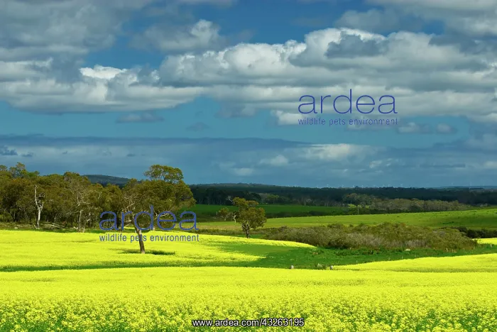 : Canola field near Perth, Western Australia : Canola field near Perth, Western Australia