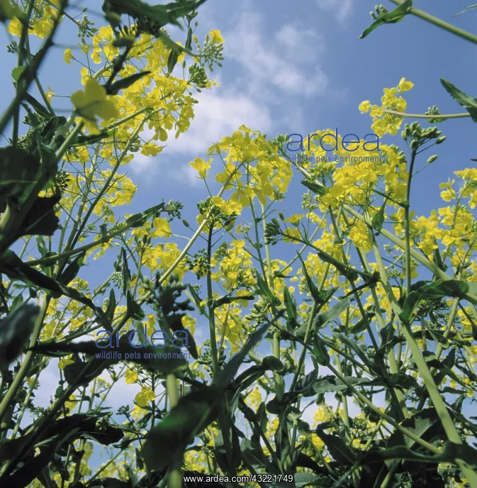 : Canola flowers : Canola flowers