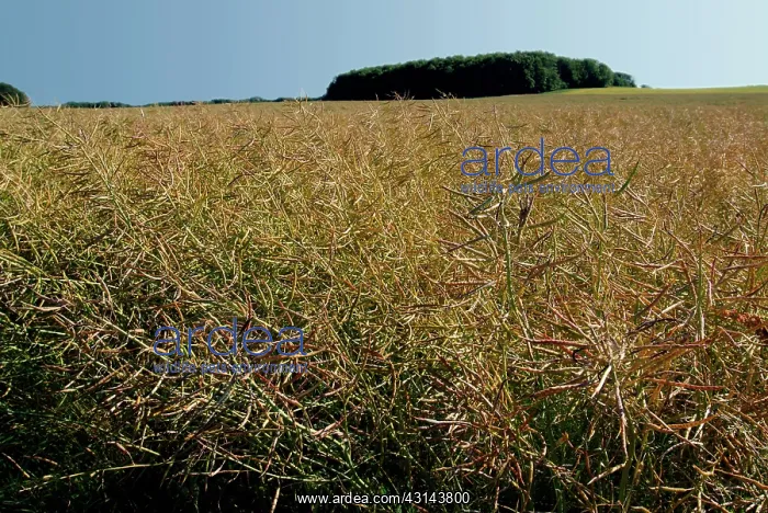  : Canola or Rapeseed Field