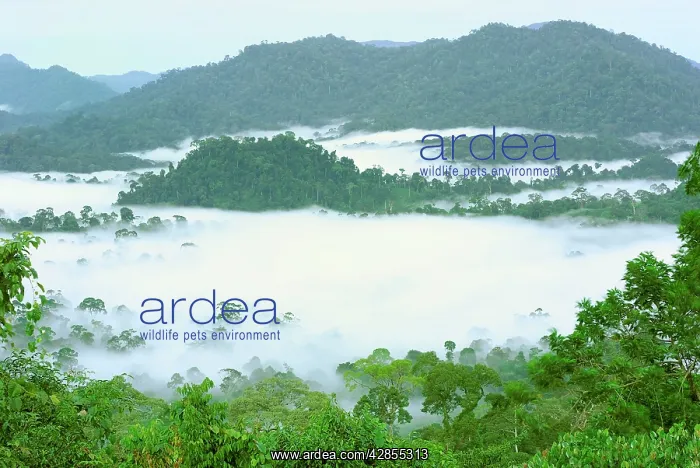 : Canopy of lowland rainforest at dawn with fog - : Canopy of lowland rainforest at dawn with fog -