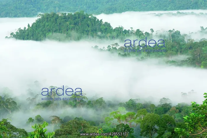 : Canopy of lowland rainforest at dawn with fog : Canopy of lowland rainforest at dawn with fog