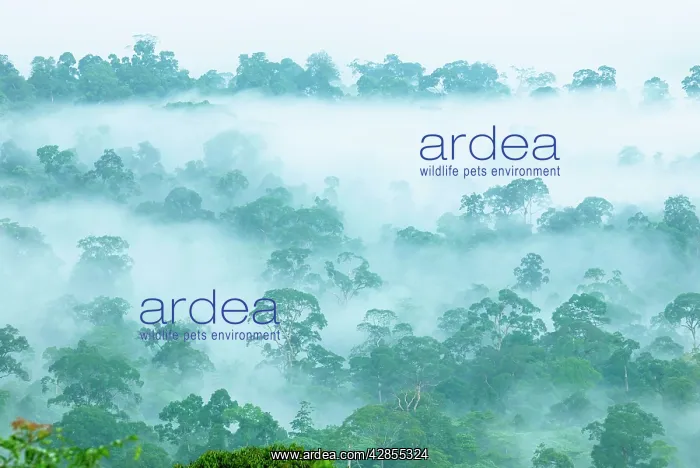 : Canopy of lowland rainforest at dawn with fog : Canopy of lowland rainforest at dawn with fog