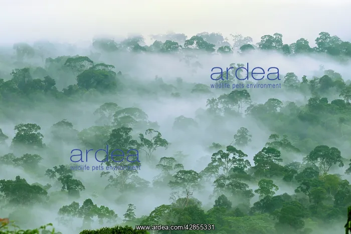 : Canopy of lowland rainforest at dawn with fog : Canopy of lowland rainforest at dawn with fog