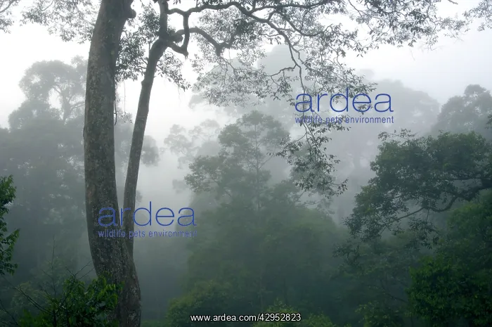 : The canopy of a primary rainforest in the mist : The canopy of a primary rainforest in the mist