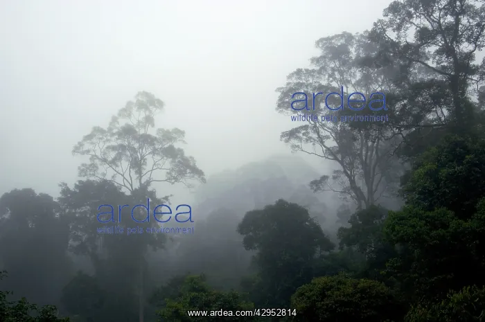 : The canopy of a primary rainforest in the mist at dawn : The canopy of a primary rainforest in the mist at dawn