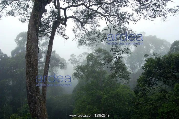 : The canopy of a primary rainforest in the mist at dawn : The canopy of a primary rainforest in the mist at dawn