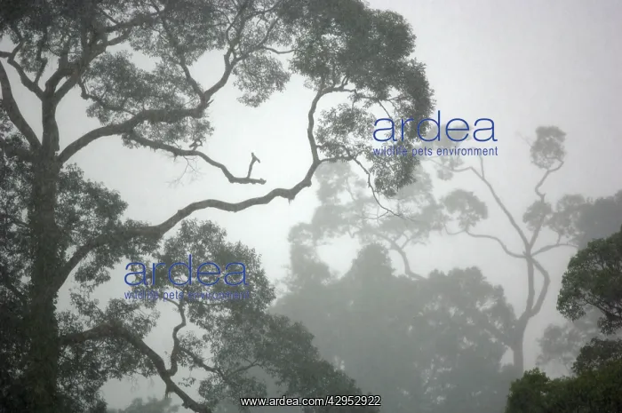 : A canopy of primary rainforest in a rainy and misty day : A canopy of primary rainforest in a rainy and misty day