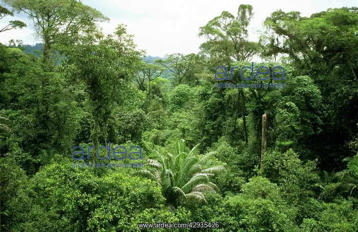 : Canopy of RAINFOREST : Canopy of RAINFOREST