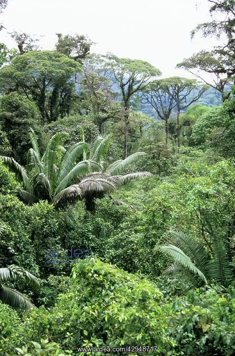 : Canopy of RAINFOREST : Canopy of RAINFOREST