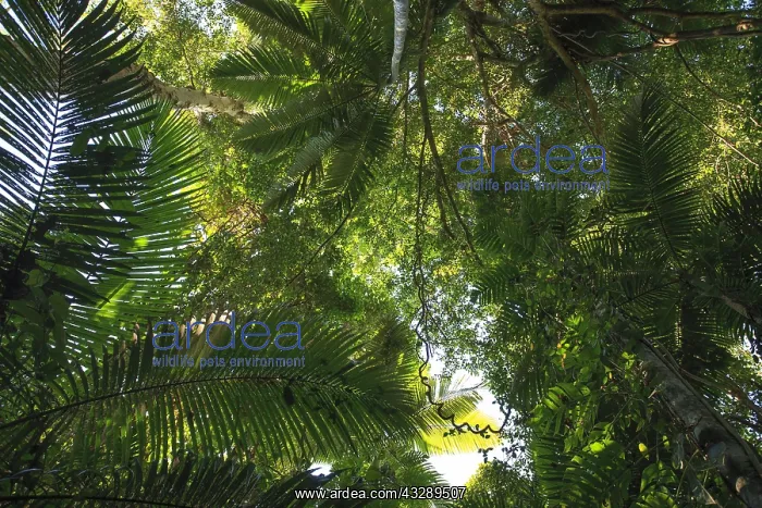  : Canopy tropical rainforest Queensland, Australi