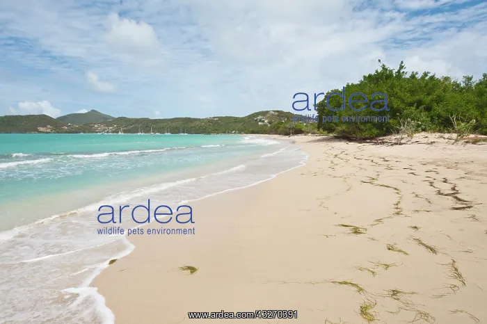 : Canouan Island, St. Vincent and the Grenadines : Canouan Island, St. Vincent and the Grenadines