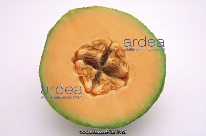 : Cantaloupe Cut in Half : Cantaloupe Cut in Half