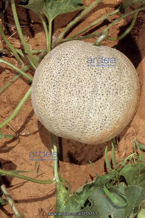 : Cantaloupe Vine : Cantaloupe Vine