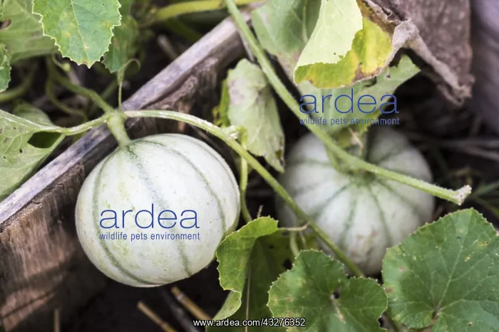 : Cantaloups in a squarefoot garden : Cantaloups in a squarefoot garden